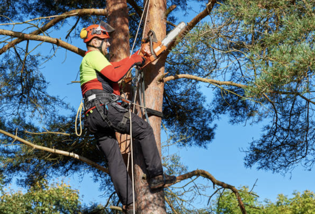 tree pruning allegheny