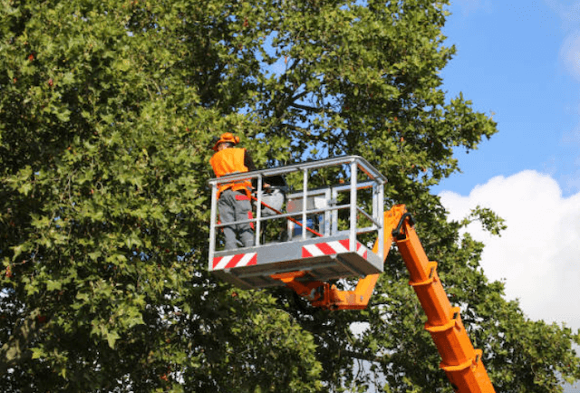 tree trimming allegheny