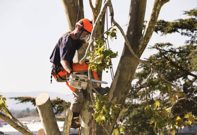 tree removal allegheny