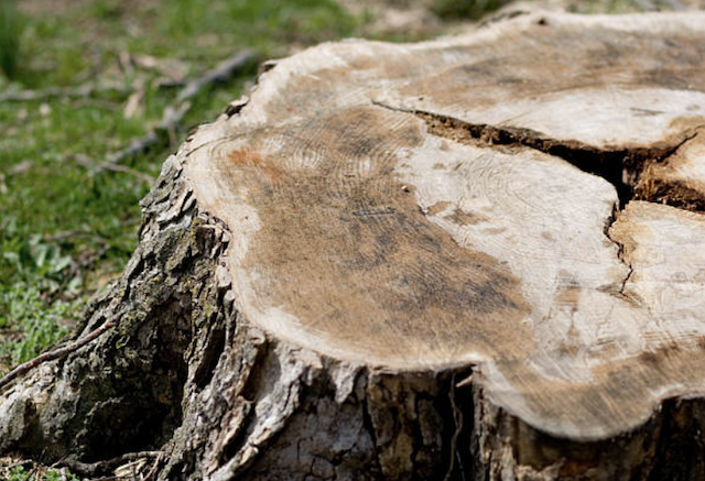 stump grinding Brentwood pa