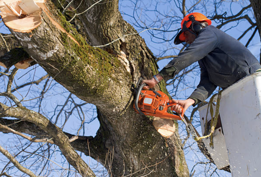 tree trimming Brentwood pa